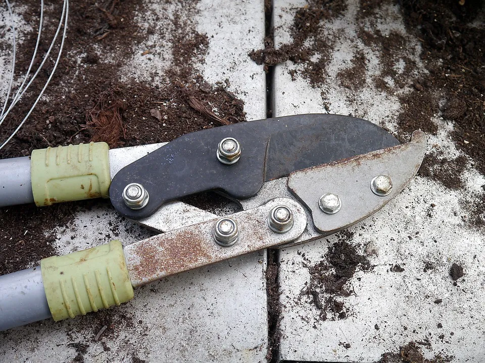 secateurs 498632 960 720