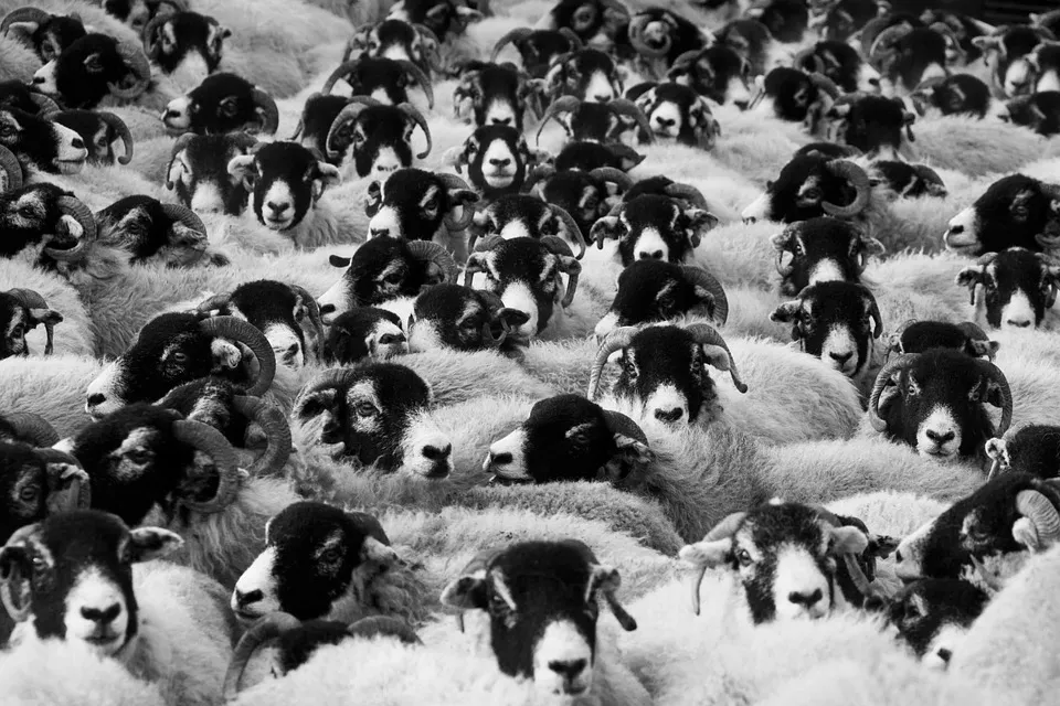 sheep 17482 960 720