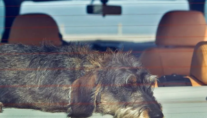 stunt niet hond maar mens in dichte auto 715x408