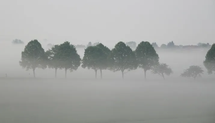 trees 616063 1920 e1446500142293 715x408