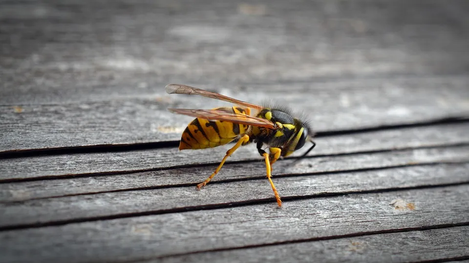 wasp 1636895 960 720