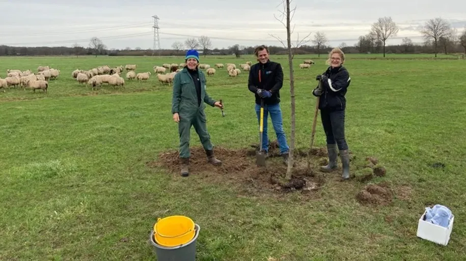 werkmiddag hoogstamfruitbomen snoeien in horssen