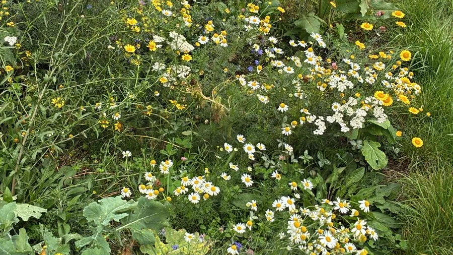 Foto Bloemrijke akkerrand_Vereniging Streekbeheer Rijk Maas en Waal