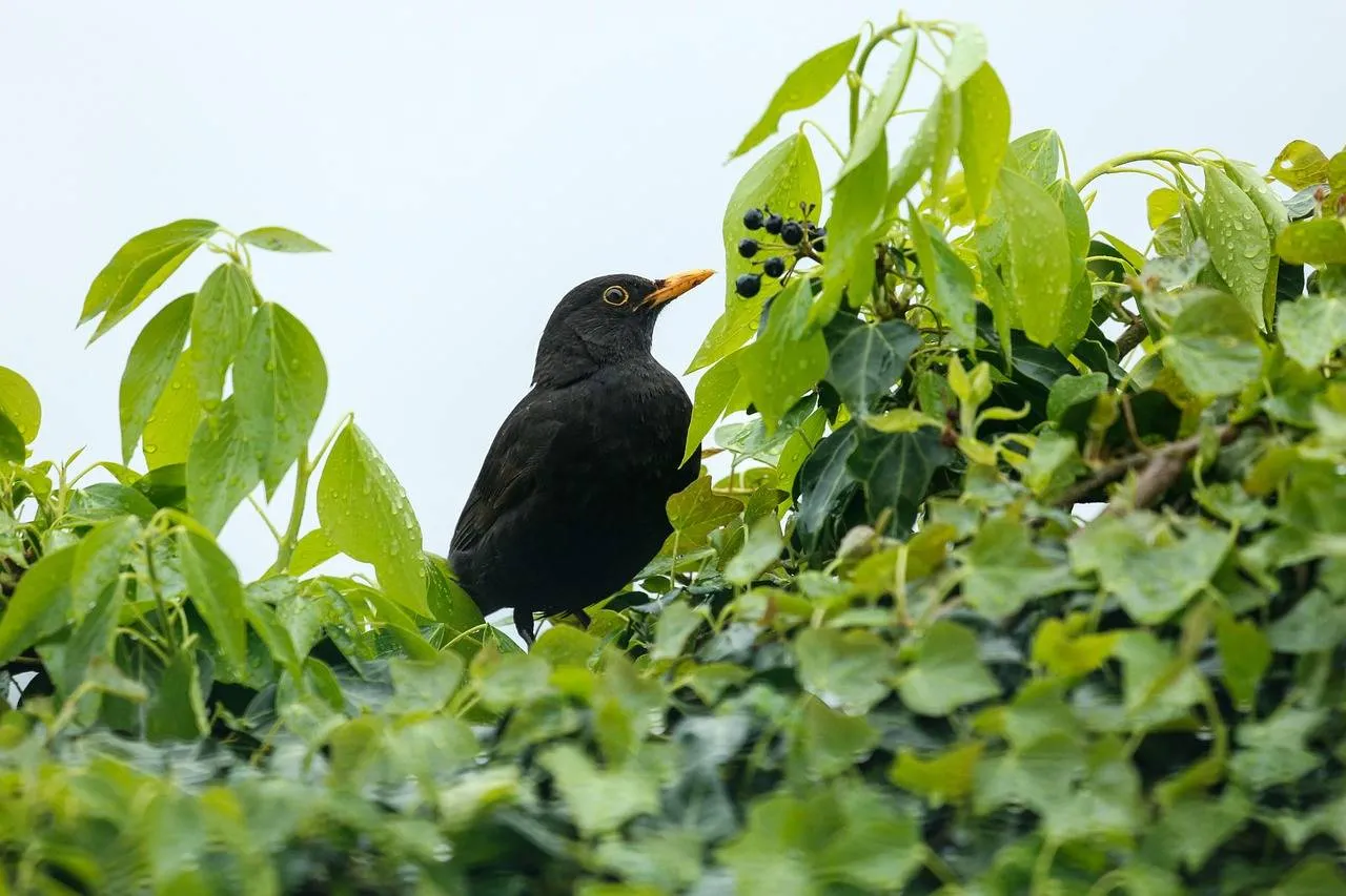 blackbird-7985552_1280