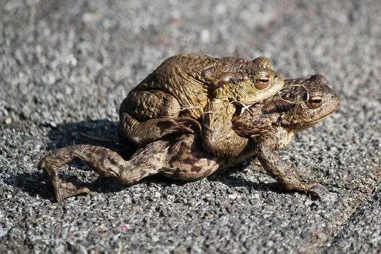 header-paddentrek.538x358