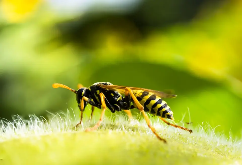 wasp-224681-960-720