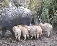 1081450324pig brother