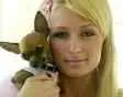 1139323595paris hilton 2