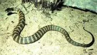 1161603362tiger snake