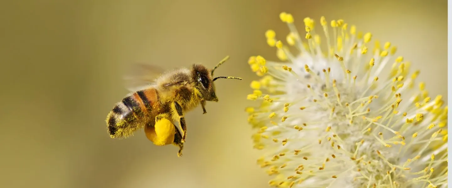 bijen