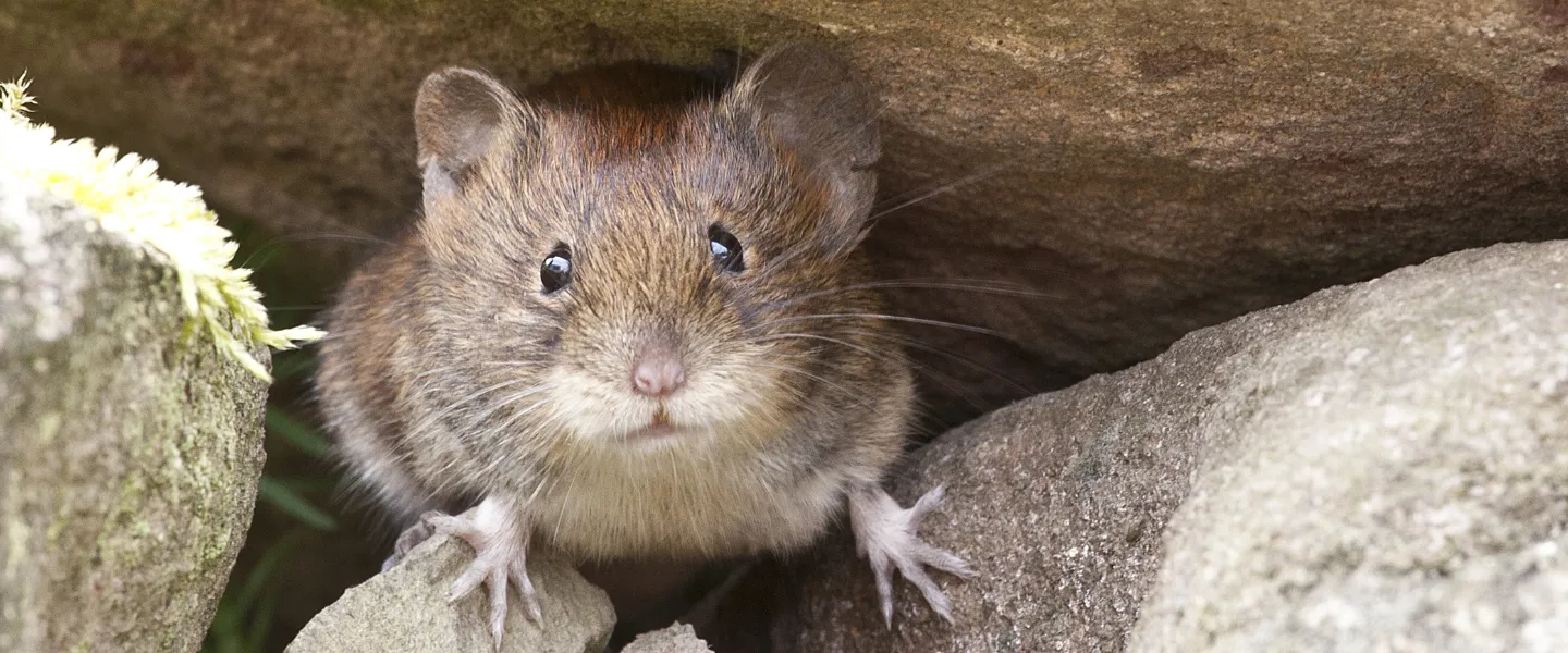 dutchcowboys header 20240503 125621 0000