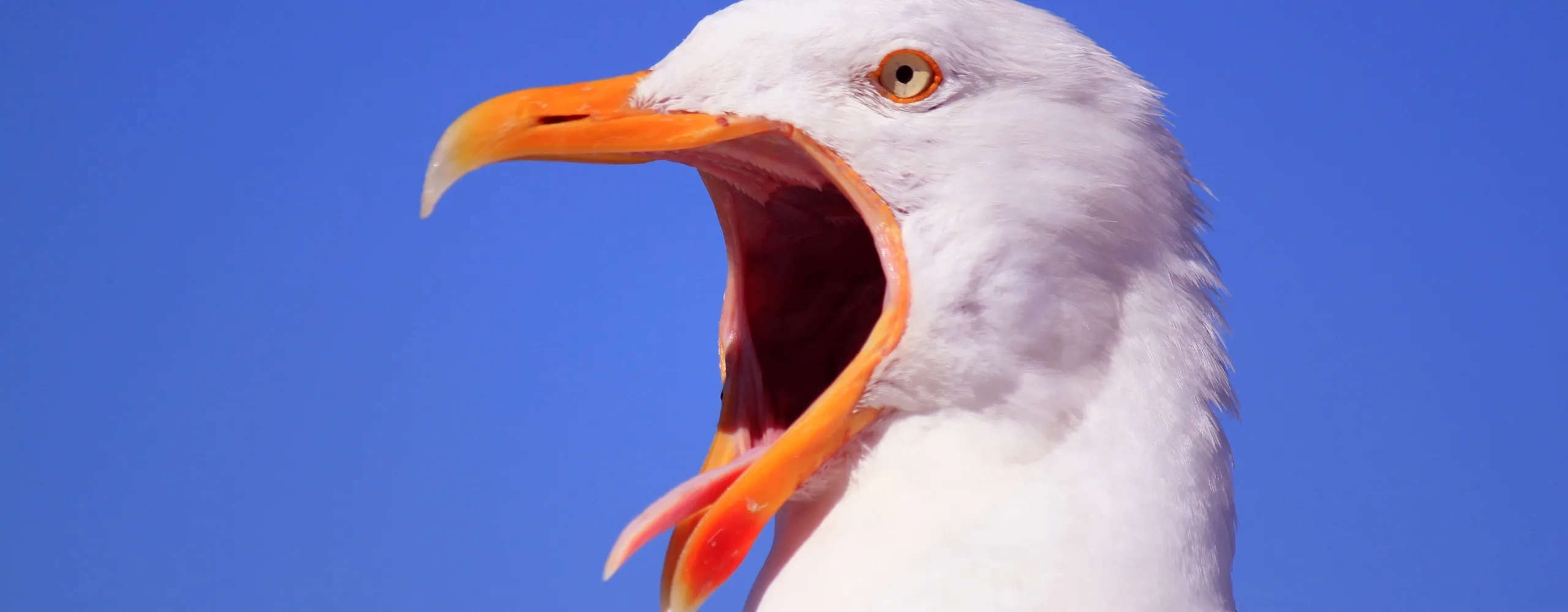meeuw