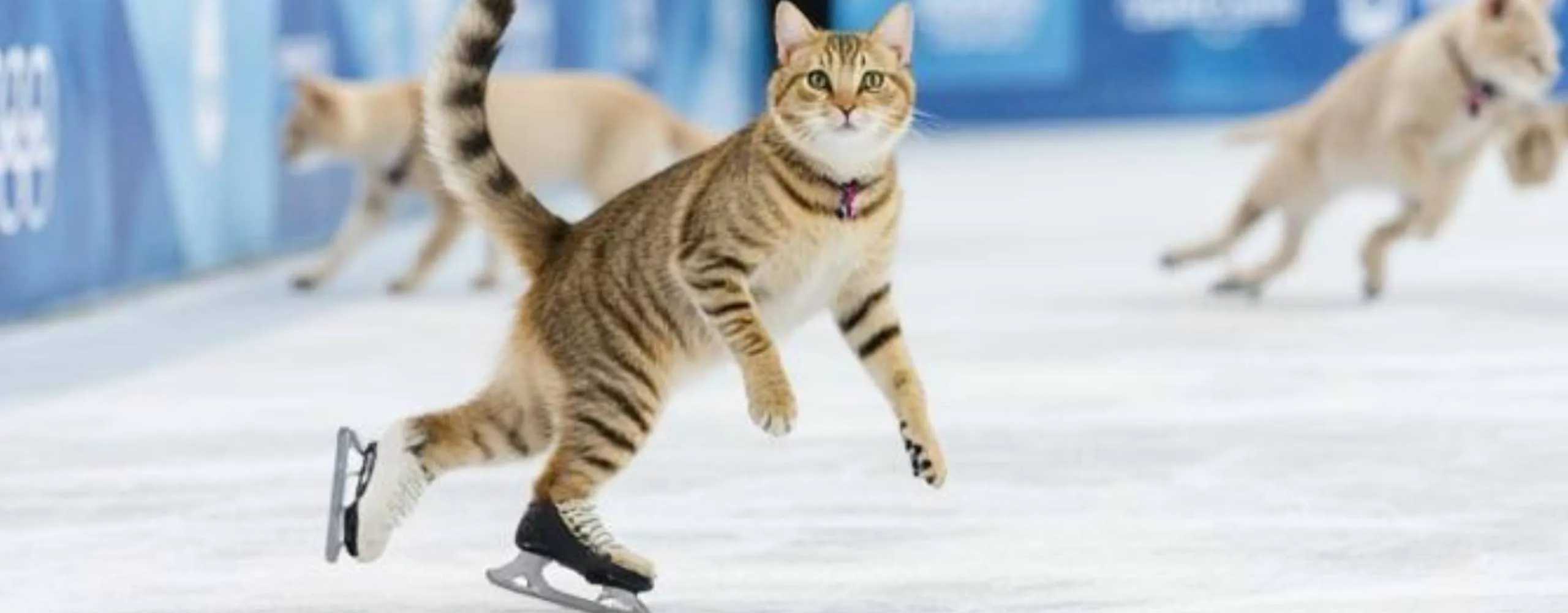 olympische katten