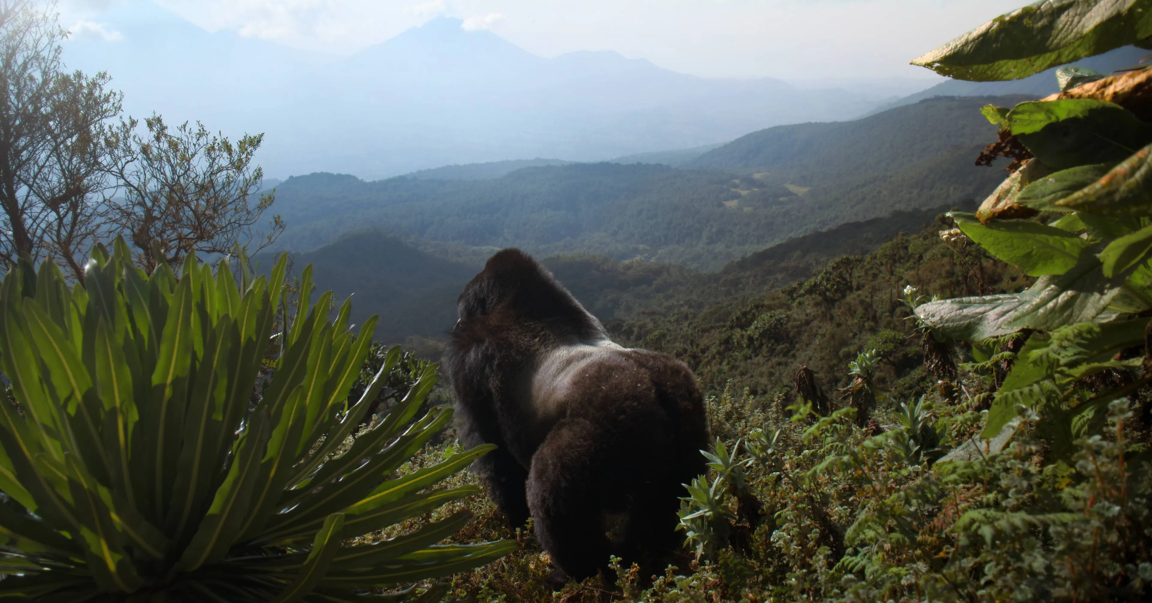 GORILLAS_TXTD_UHD_SDR_LEGAL-RANGE_ProRes4444XQ_20STEREO_20250723.00030188