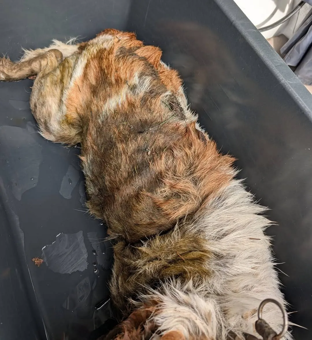 676637071_1530068122452444_7378287680028221671_n