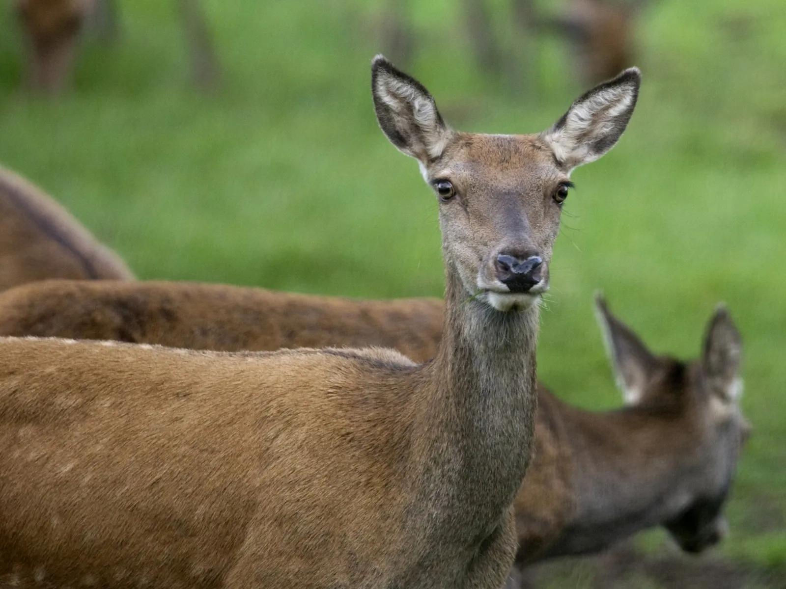 032 nc veluwe hinde close