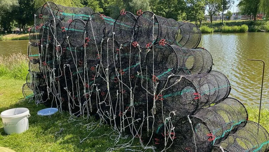 csm b rivierkreeft ab1144ebb8 915x518 1