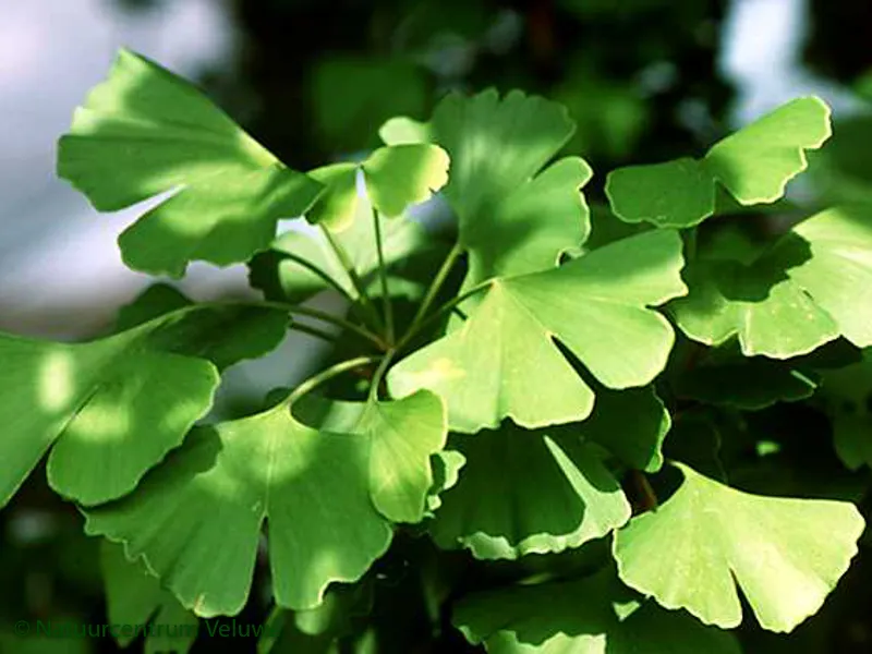 fietstocht bijzondere bomen 01