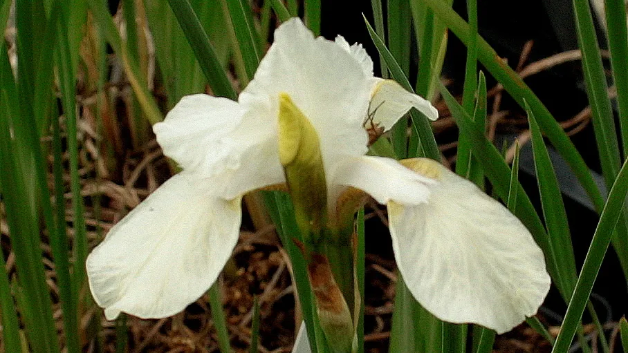 iris snow queen1