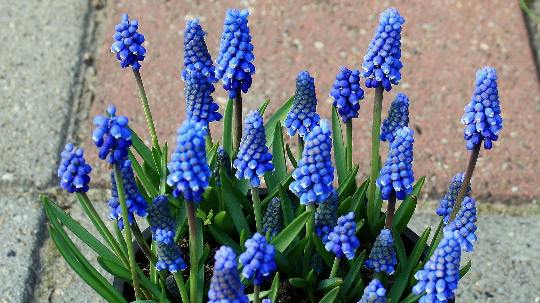 muscari botryoides superstar1
