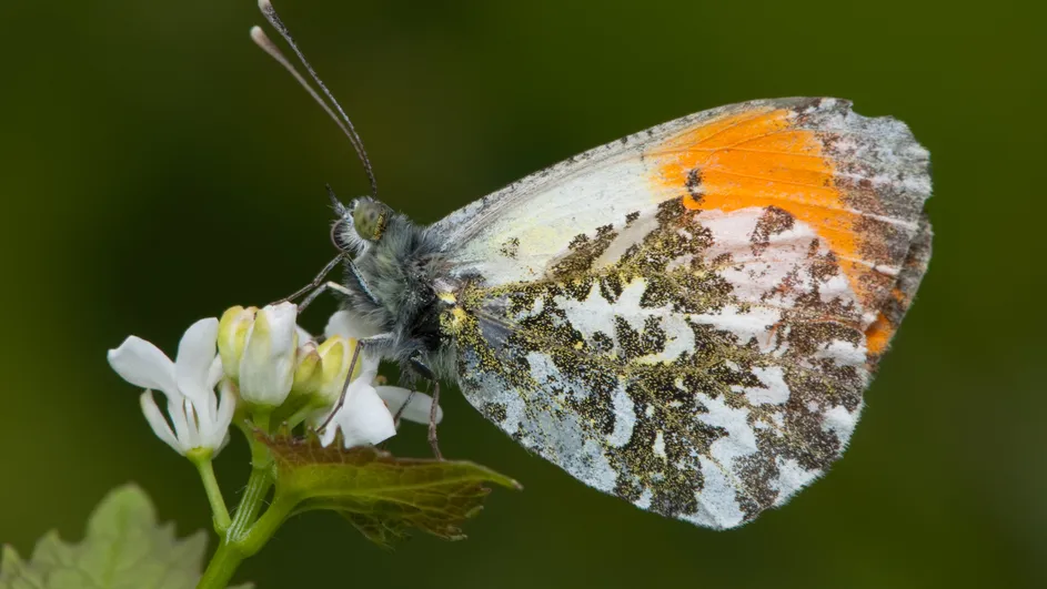 oranjetipje gelderslandschap