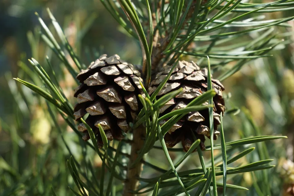 pinus sylvestris 5139166 960 720