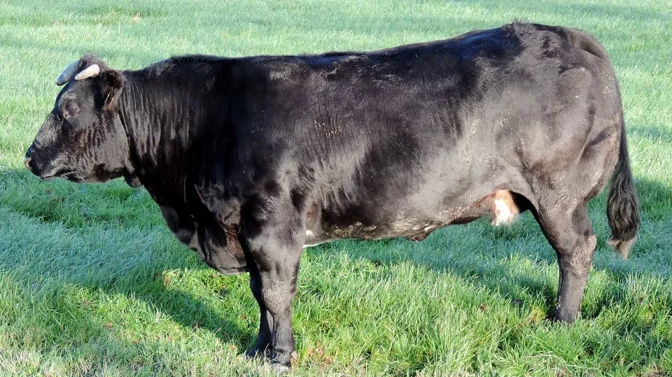 pixabay bulls 314495 960 720