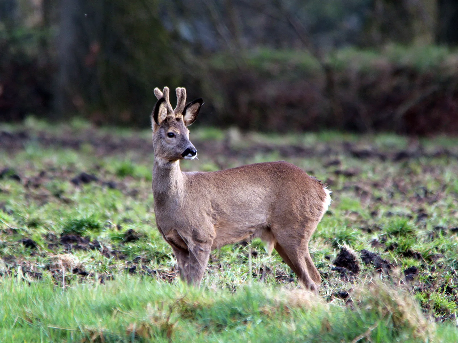 reebok mrt2014 nc veluwe