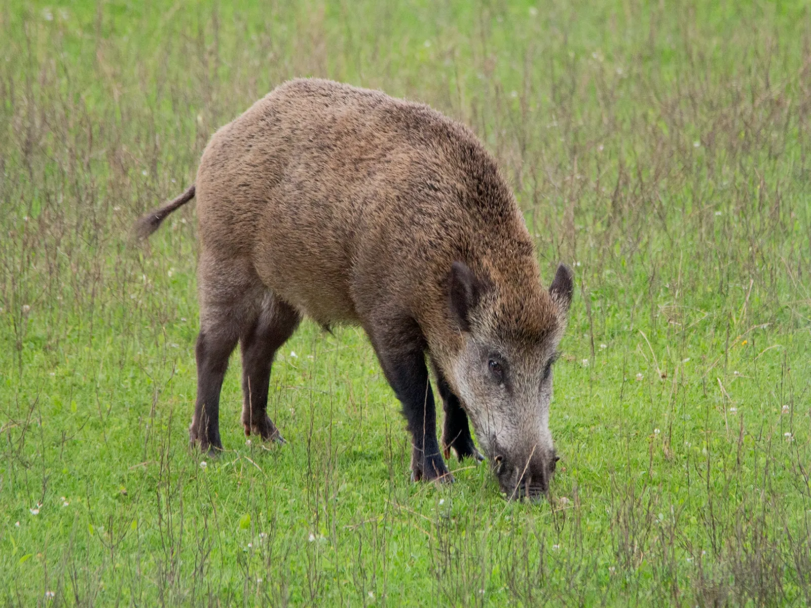 wildkansel natuurcentrum 2