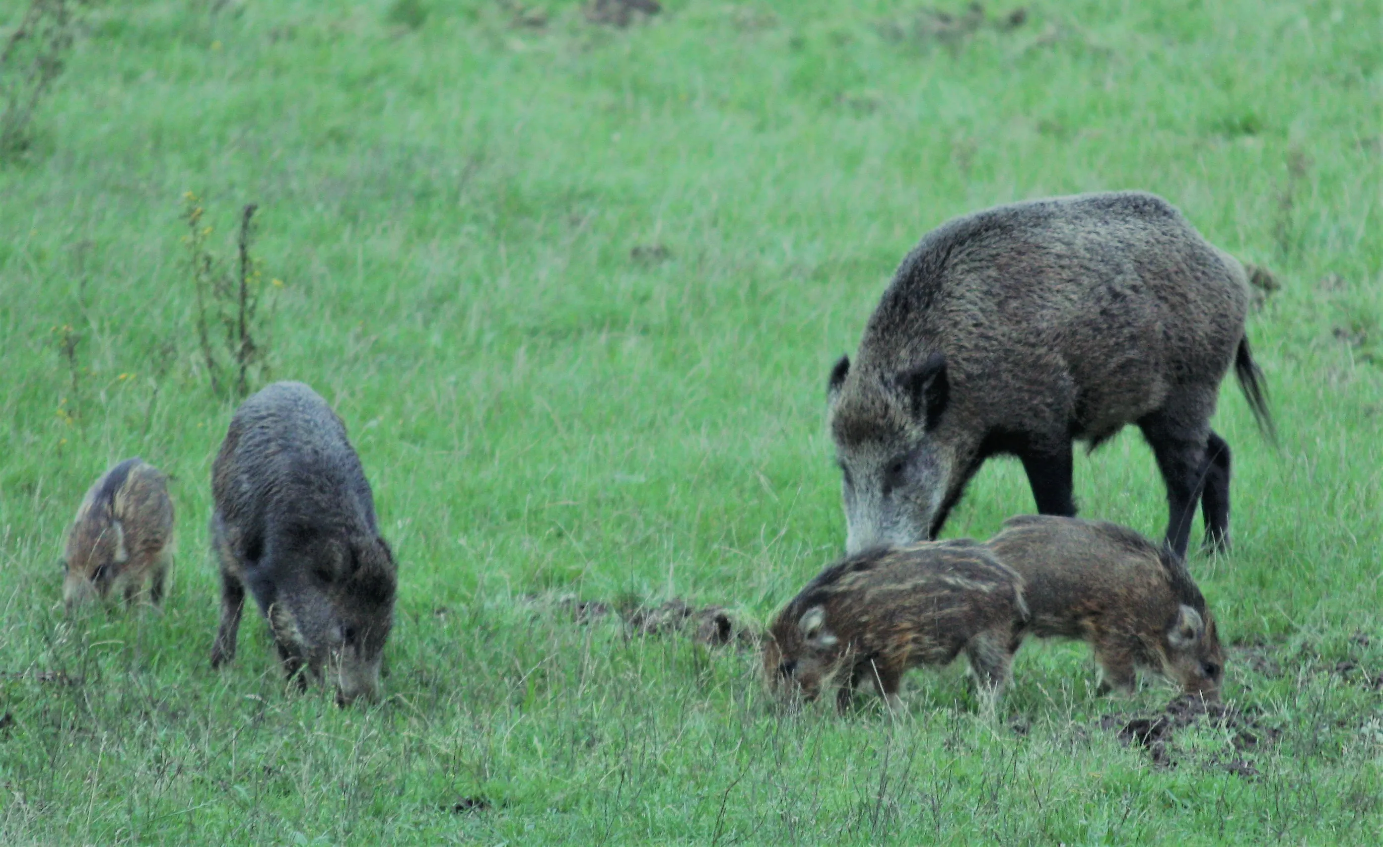 wildkanseltocht wilde zwijnen nc veluwe