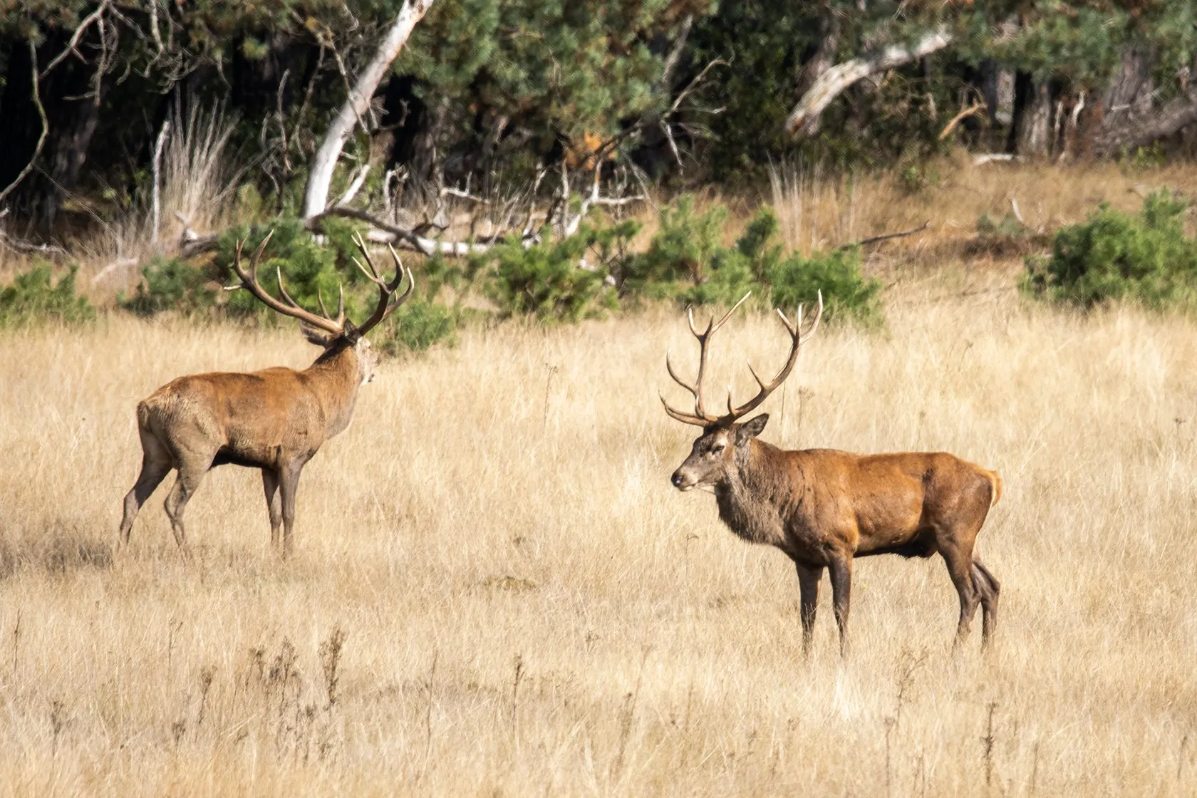 22020925 wildkansel nc veluwe foto gerard heijink