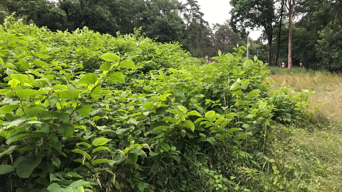 3275 4398c4d18762e33a264b98dd624bc1c8