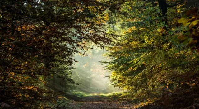 5551 herfst myrthe erkelens 640x350
