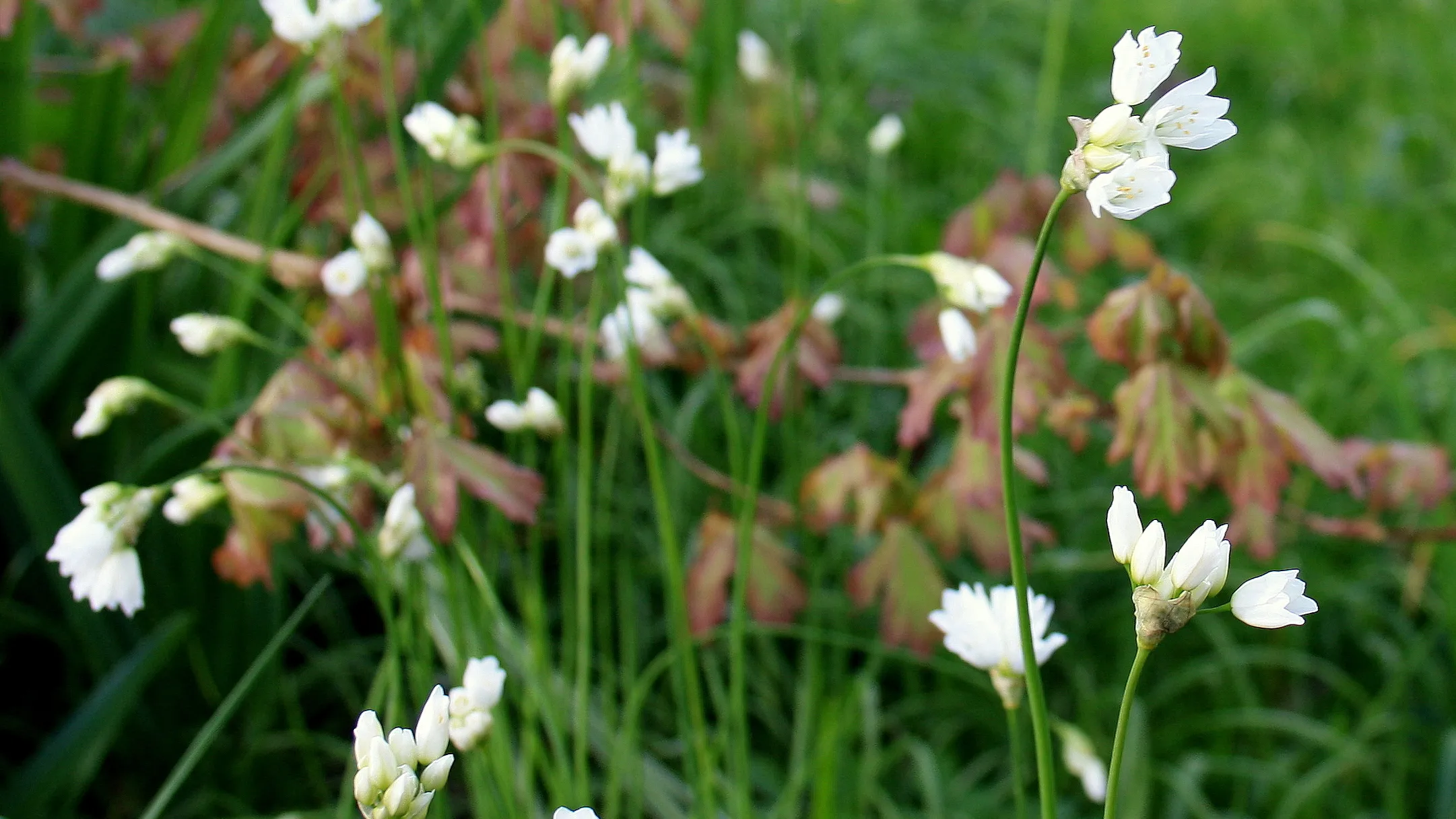 allium zebdanense1