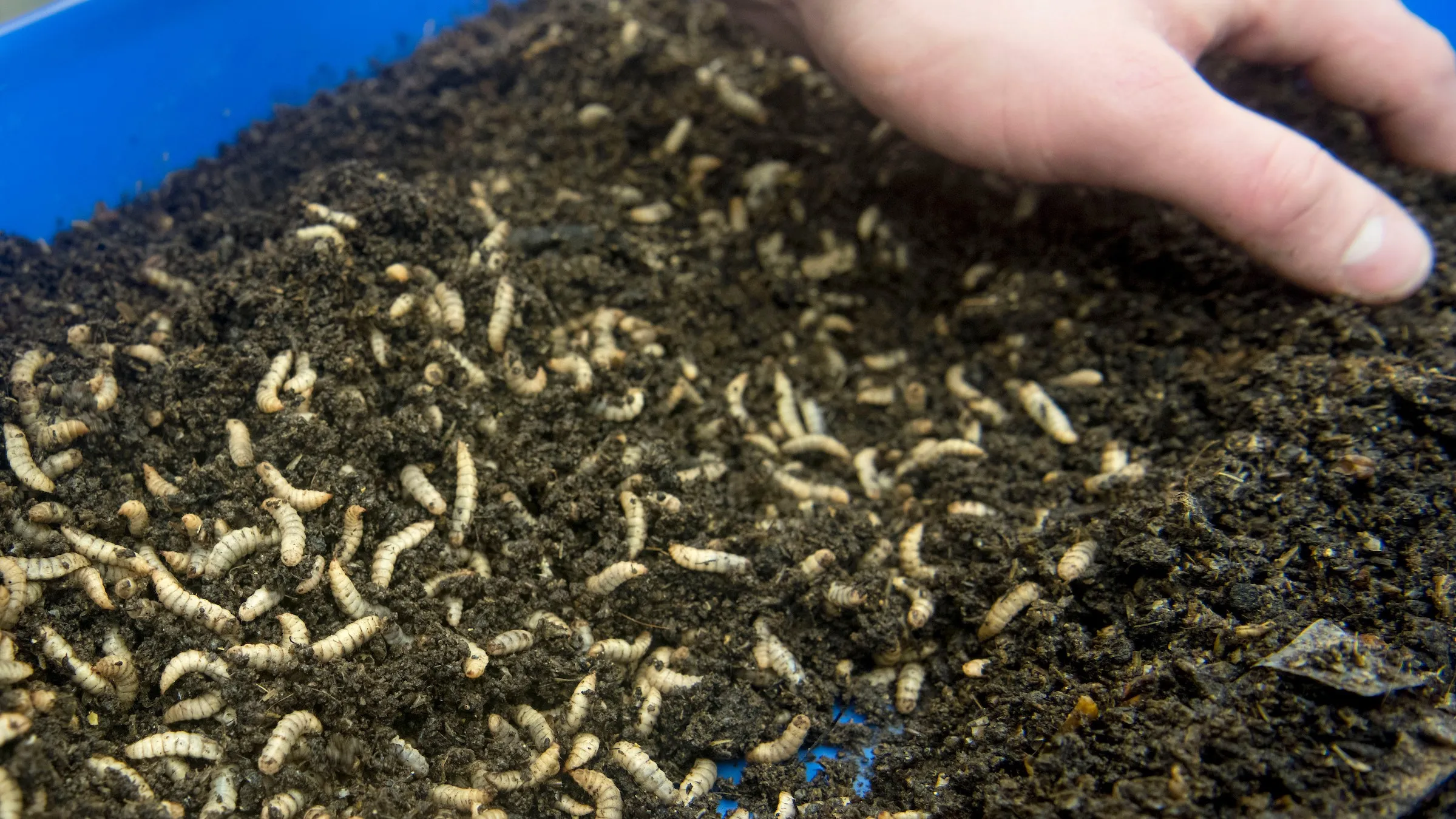 apafood09insectenexpertisecentrum02