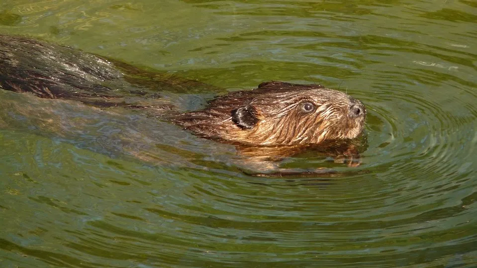 beaver 7471 960 720