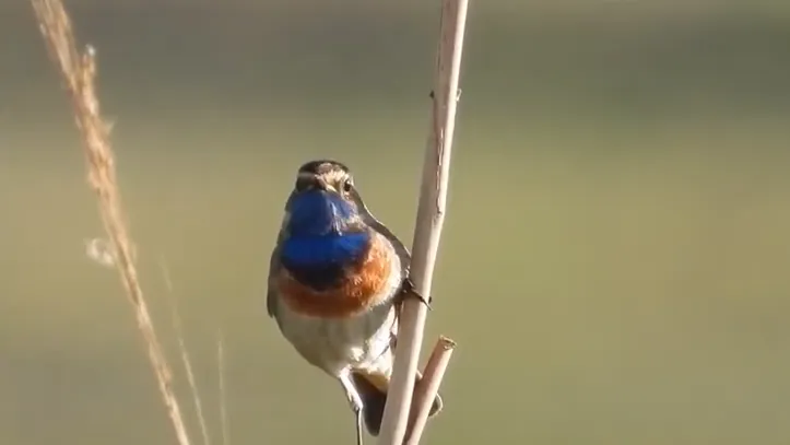 blauw michael de vries