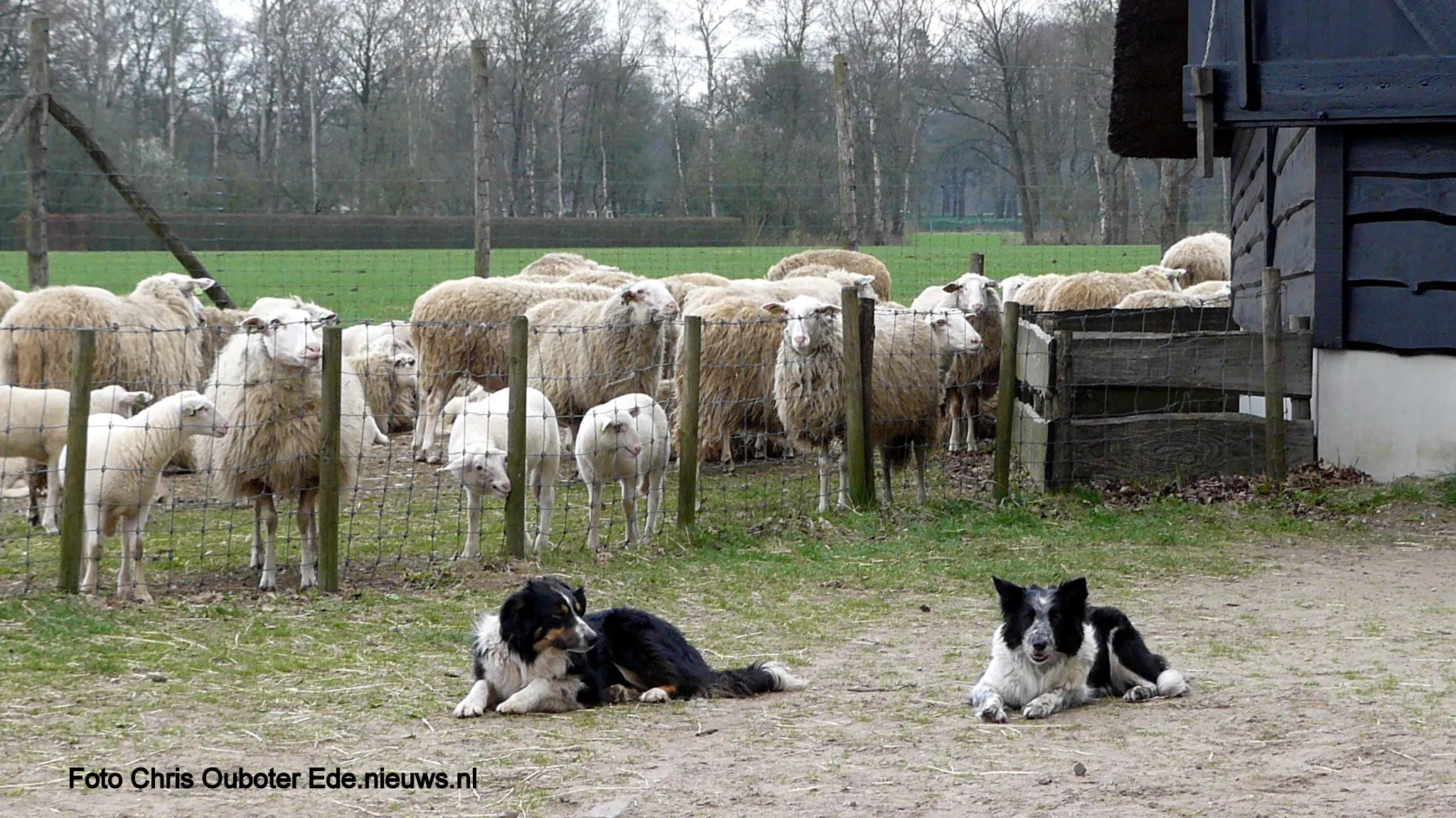 bordercollie op wacht