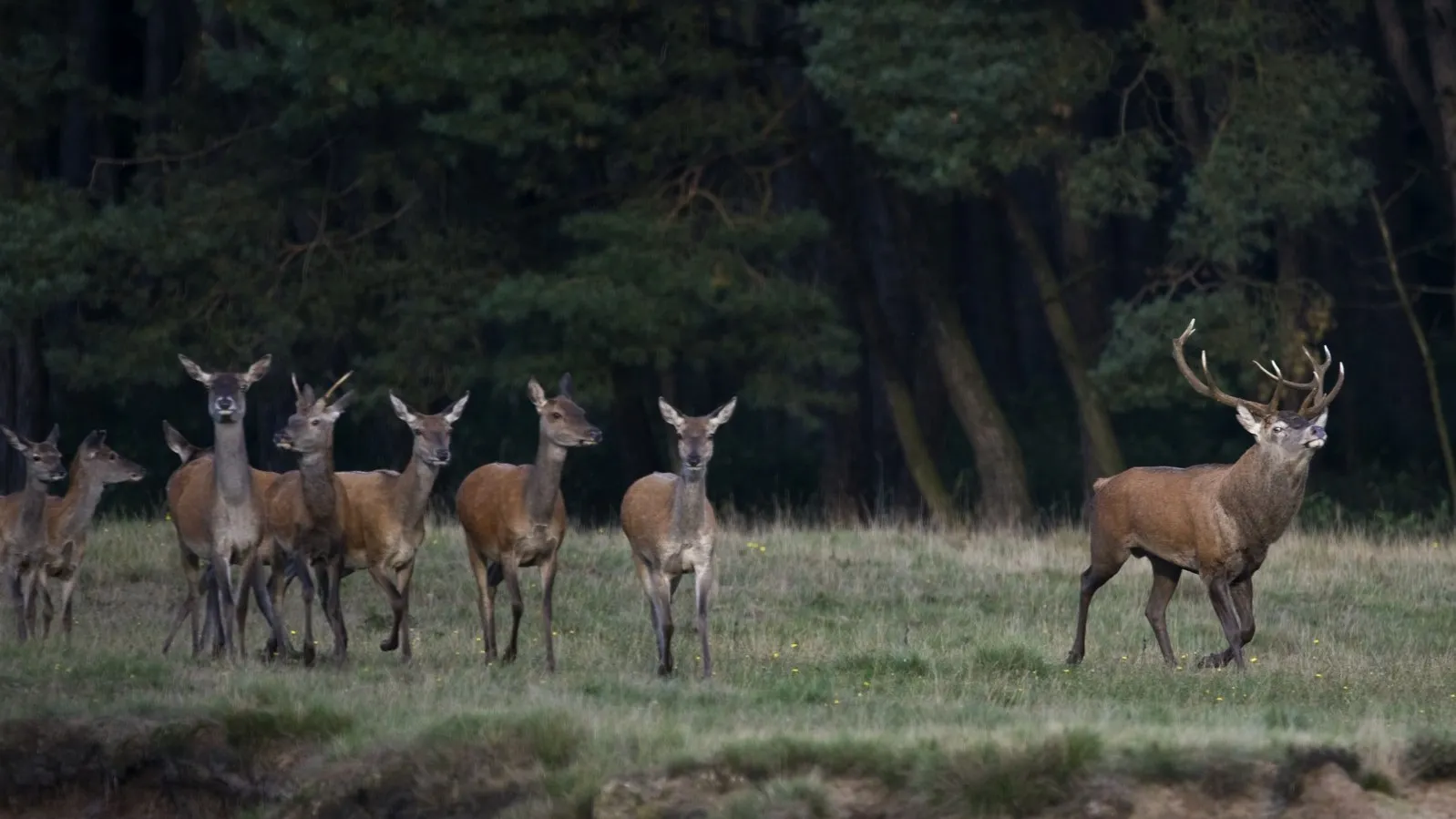 bronst 2 wildkansel ede