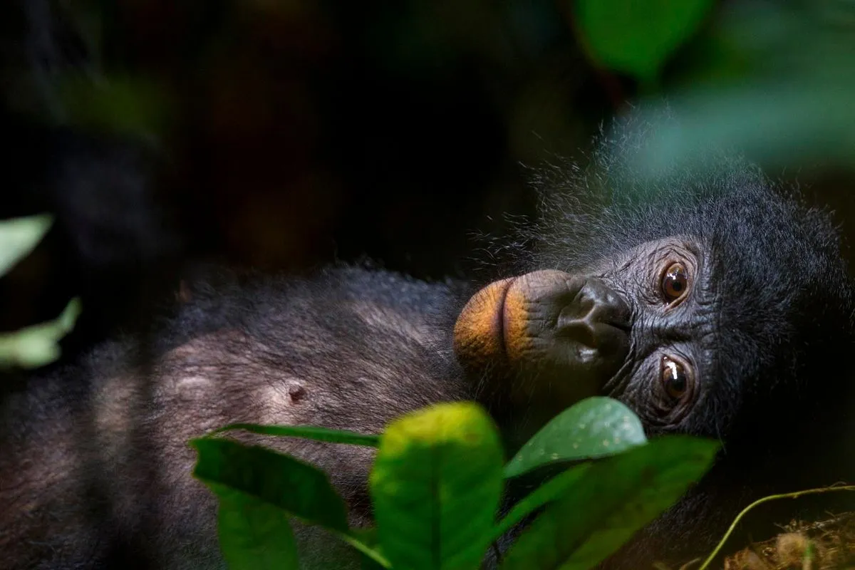 christian ziegler bonobos