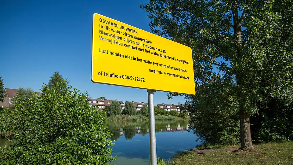 csm pb119 blauwalgen aangetroffen in vijver bij ziekenhuis gelderse vallei afbeelding eb3399ca32