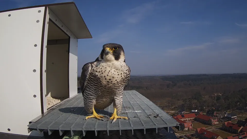 csm slechtvalk enkaschoorsteen maart 2021 403bf0e8da