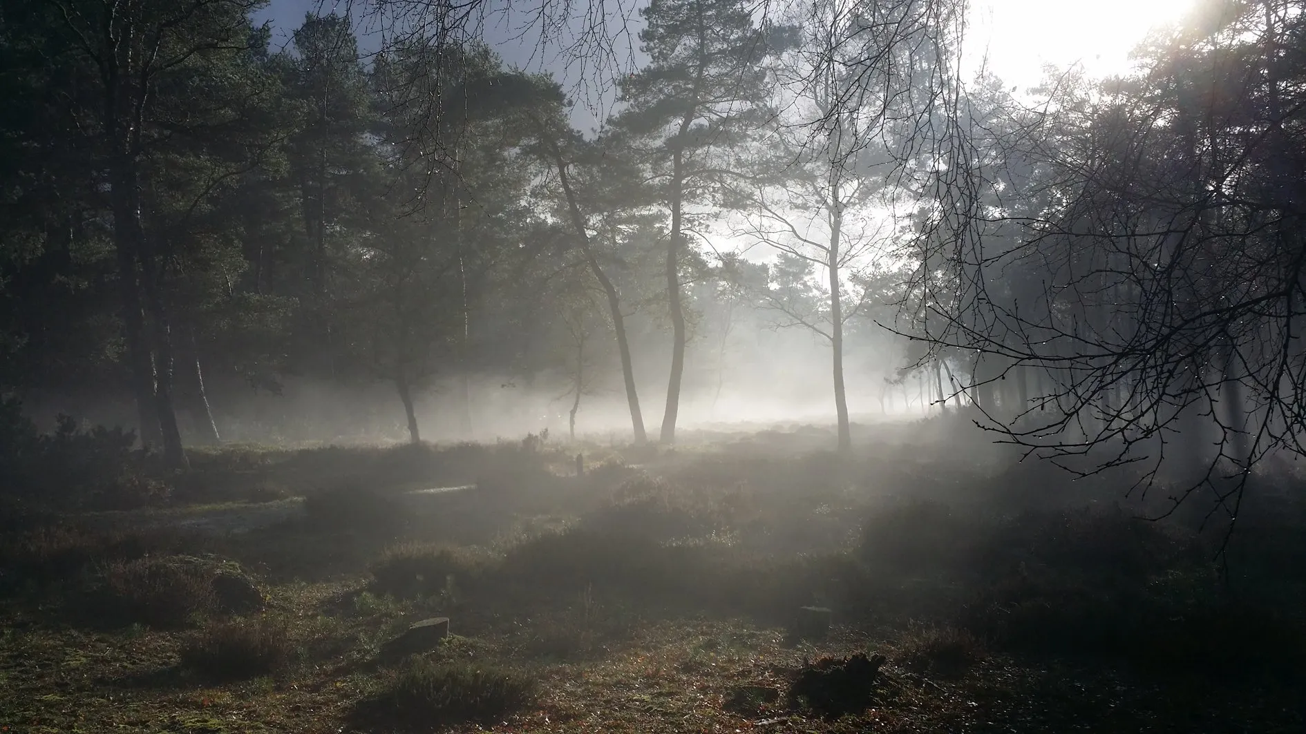 dauw op kreelsepad nc veluwe