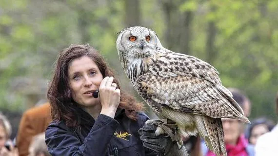 de valk roofvogels