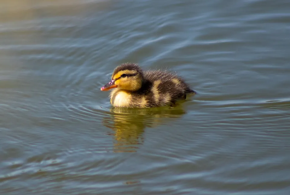 duckling 4302628 960 720