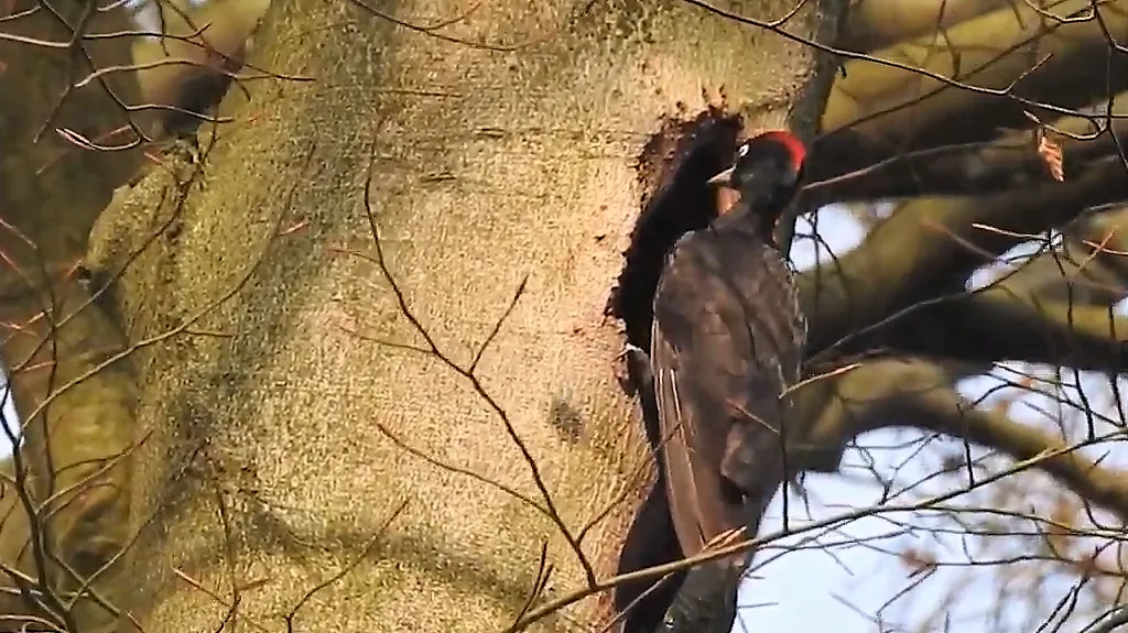 foto michael de vries