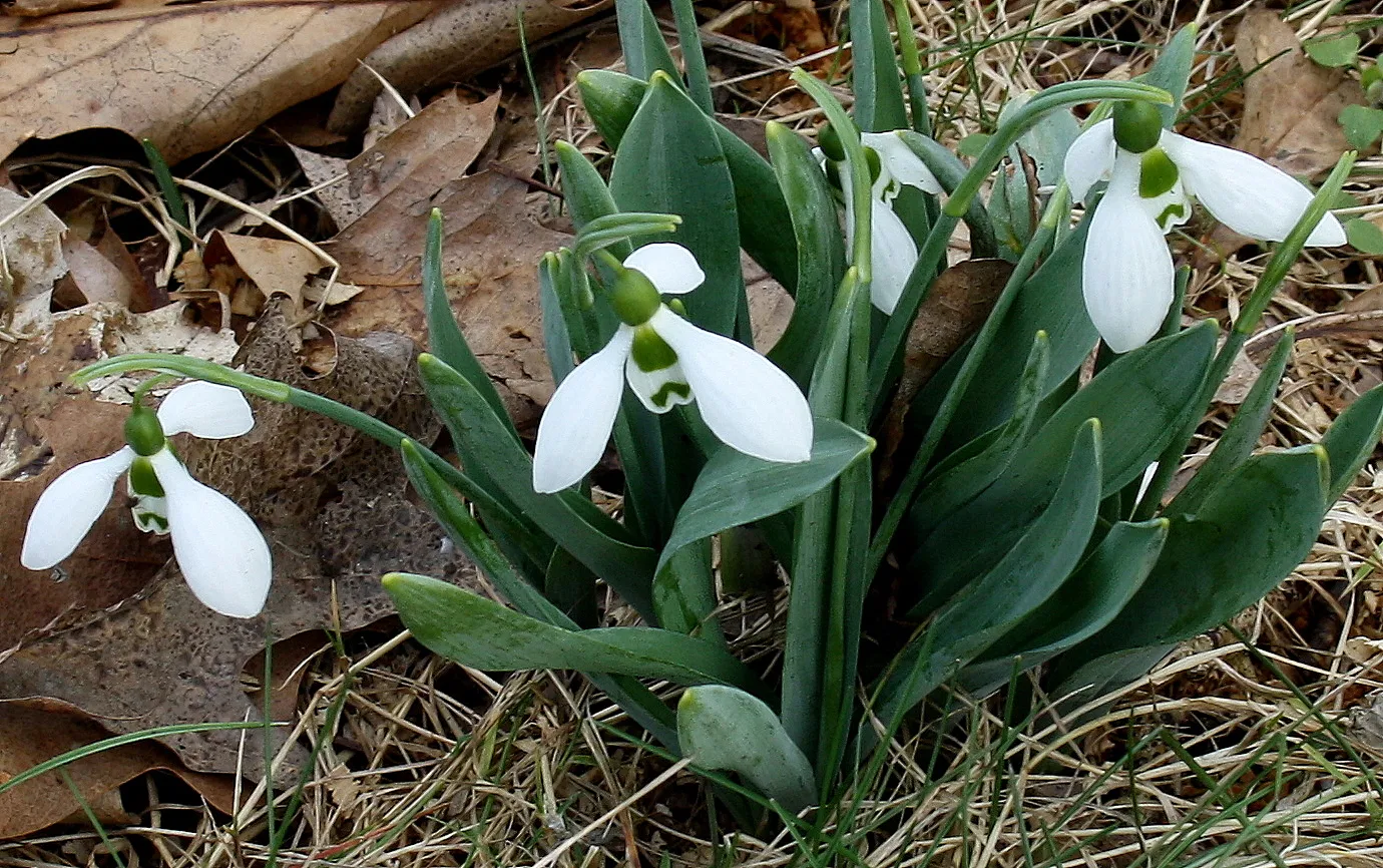 galanthus elwesii