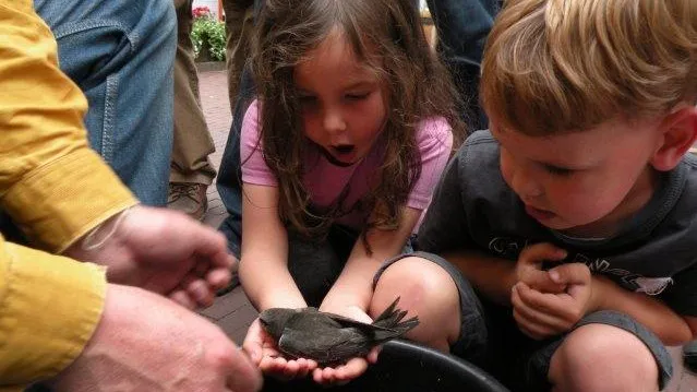 gierzwaluw ringen dscn2119