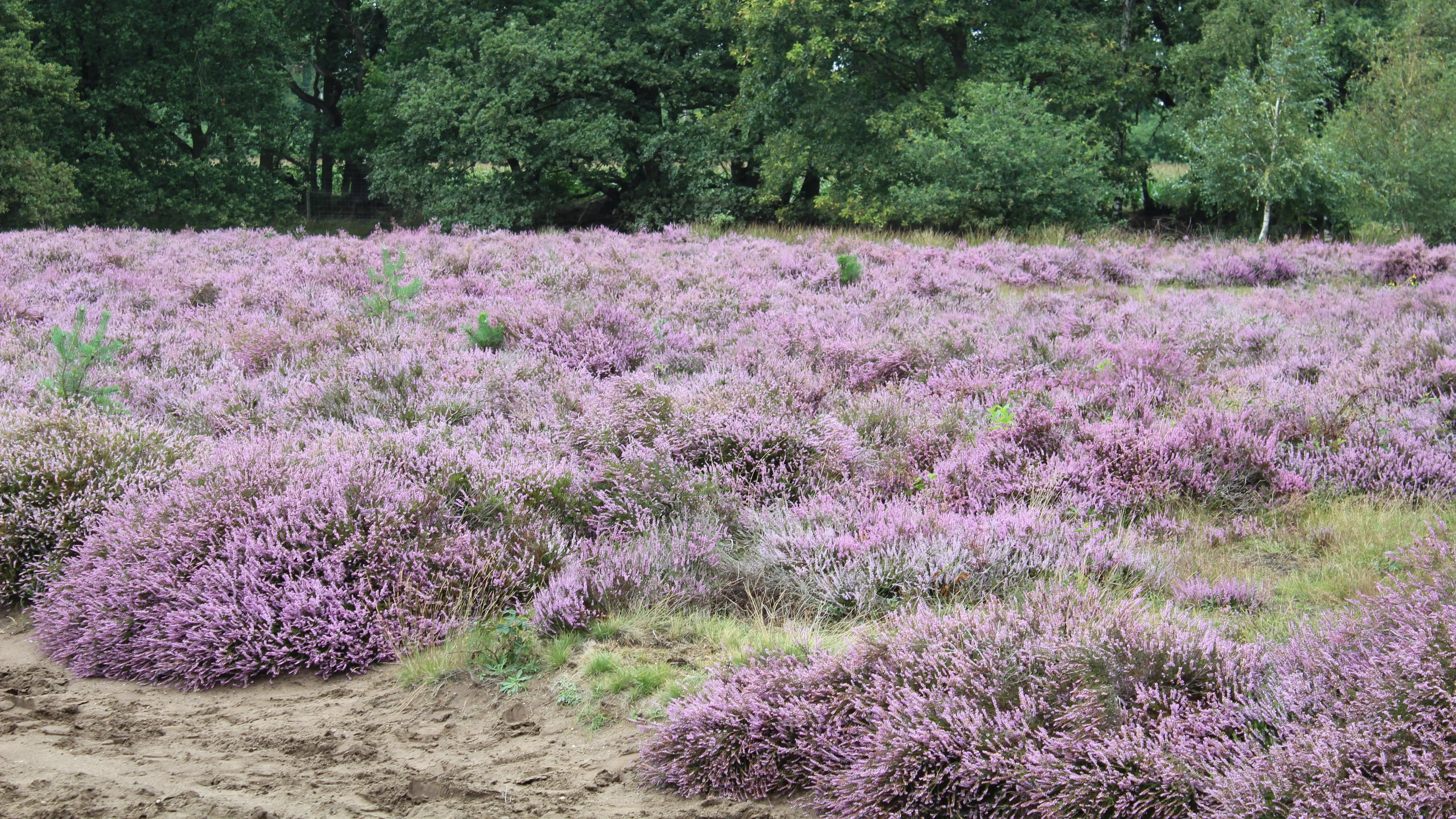 ginkelse heide 18 agustus 2018