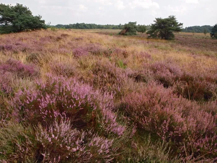heide planken wambuis natuurmonumenten